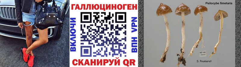 где купить наркотик  мориарти какой сайт  Галлюциногенные грибы Psilocybe  Березники 